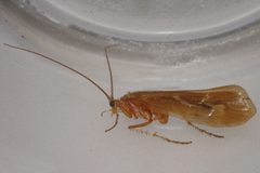 Limnephilus externus 01 by Libby Avis, Centre for Biodiversity Genomics. Used under a CC0 license.