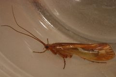 Limnephilus externus 02 by Libby Avis, Centre for Biodiversity Genomics. Used under a CC0 license.