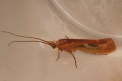 Limnephilus externus 03 by Libby Avis, Centre for Biodiversity Genomics. Used under a CC0 license.