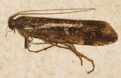 Limnephilus nogus 01 by Libby Avis, Centre for Biodiversity Genomics. Used under a CC0 license.