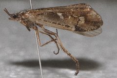 Limnephilus nogus 02 by Libby Avis, Centre for Biodiversity Genomics. Used under a CC0 license.