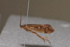 Limnephilus nogus 03 by Libby Avis, Centre for Biodiversity Genomics. Used under a CC0 license.