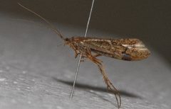 Limnephilus nogus 04 by Libby Avis, Centre for Biodiversity Genomics. Used under a CC0 license.