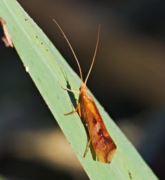 2017.10.15.-25-Kirschgartshaeuser Schlaege Mannheim--Koecherfliege-Limnephilus rhombicus by Andreas Eichler. Used under a CC BY-SA 4.0 license.