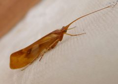 Caddis Fly. Limnephilus rhombicus - Flickr - gailhampshire by gailhampshire from Cradley, Malvern, U.K. Used under a CC BY 2.0 license.