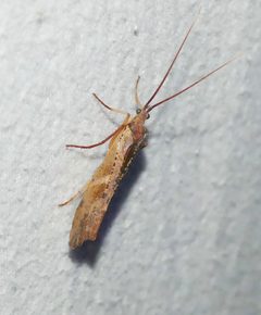 Nemotaulius hostilis 62391534 by Susan Blayney. Used under a CC BY 4.0 license.