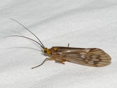 Hydatophylax argus 1 by Ilona Loser. Used under a CC BY-SA 4.0 license.