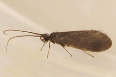 Micrasema bactro 01 by Libby Avis, Centre for Biodiversity Genomics. Used under a CC0 license.