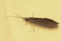Lepidostoma cascadense 01 by Libby Avis, Centre for Biodiversity Genomics. Used under a CC0 license.