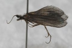 Lepidostoma cascadense 02 by Libby Avis, Centre for Biodiversity Genomics. Used under a CC0 license.
