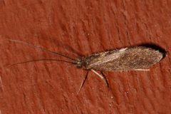 Lepidostoma cinereum 01 by Libby Avis, Centre for Biodiversity Genomics. Used under a CC0 license.