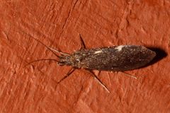 Lepidostoma cinereum 02 by Libby Avis, Centre for Biodiversity Genomics. Used under a CC0 license.