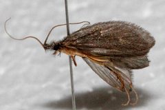 Lepidostoma jewetti 01 by Libby Avis, Centre for Biodiversity Genomics. Used under a CC0 license.