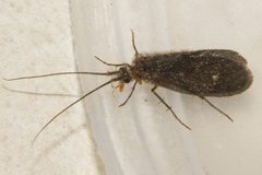 Lepidostoma jewetti 02 by Libby Avis, Centre for Biodiversity Genomics. Used under a CC0 license.