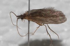 Lepidostoma jewetti 03 by Libby Avis, Centre for Biodiversity Genomics. Used under a CC0 license.