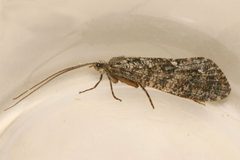 Agrypnia macdunnoughi 01 by Libby Avis, Centre for Biodiversity Genomics. Used under a CC0 license.