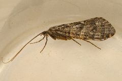 Agrypnia macdunnoughi 02 by Libby Avis, Centre for Biodiversity Genomics. Used under a CC0 license.