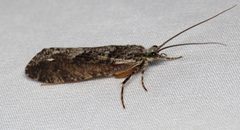 Agrypnia vestita 4774398 by Nick Block. Used under a CC BY 4.0 license.