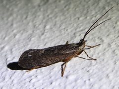 Agrypnia vestita 77269780 by Sam Kieschnick. Used under a CC BY 4.0 license.