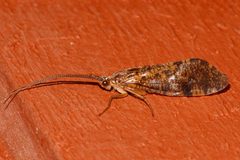Banksiola crotchi 01 by Libby Avis, Centre for Biodiversity Genomics. Used under a CC0 license.