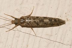 Banksiola crotchi 02 by Libby Avis, Centre for Biodiversity Genomics. Used under a CC0 license.