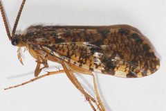 Banksiola crotchi 03 by Libby Avis, Centre for Biodiversity Genomics. Used under a CC0 license.