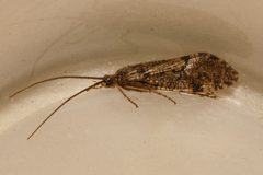 Banksiola crotchi 04 by Libby Avis, Centre for Biodiversity Genomics. Used under a CC0 license.