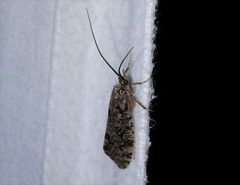 Banksiola crotchi 20394455 by Quinten Wiegersma. Used under a CC BY 4.0 license.