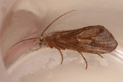 Ptilostomis ocellifera 03 by Libby Avis, Centre for Biodiversity Genomics. Used under a CC0 license.