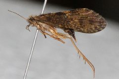 Rhyacophila angelita 01 by Libby Avis, Centre for Biodiversity Genomics. Used under a CC0 license.