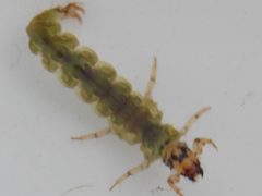 Rhyacophila fuscula 30984362 by Grant Schiermeyer. Used under a CC0 license.