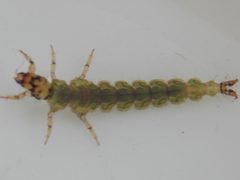 Rhyacophila fuscula 30984427 by Grant Schiermeyer. Used under a CC0 license.