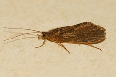 Rhyacophila grandis 01 by Libby Avis, Centre for Biodiversity Genomics. Used under a CC0 license.