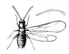 Zorotypus hubbardi 1 by Andrew Nelson Caudell (18 August 1872 – 1 March 1936). Used under a Public domain license.