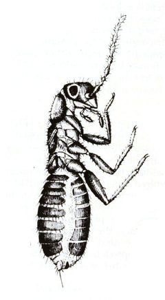 Zorotypus hubbardi 2 by Andrew Nelson Caudell (18 August 1872 – 1 March 1936). Used under a Public domain license.