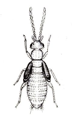 Zorotypus hubbardi 3 by Andrew Nelson Caudell (18 August 1872 – 1 March 1936). Used under a Public domain license.