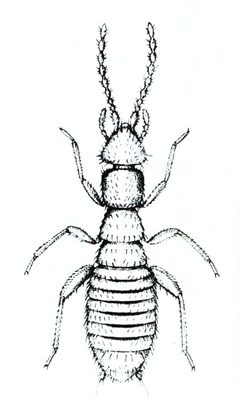 Zorotypus hubbardi 4 by Andrew Nelson Caudell (18 August 1872 – 1 March 1936). Used under a Public domain license.