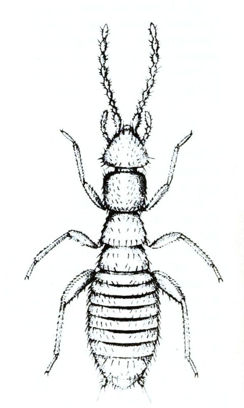 Zorotypidae (Angel Insects): Identification, Facts, and Taxonomy
