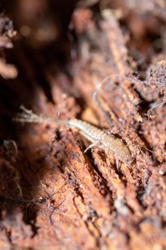 Tricholepidion gertschi 180707673 by Michael Eisen. Used under a CC BY 4.0 license.