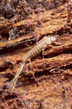 Tricholepidion gertschi 180721570 by Michael Eisen. Used under a CC BY 4.0 license.