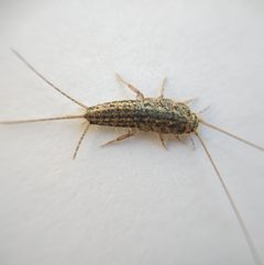 Ctenolepisma lineatum 260336244 by Harukano. Used under a CC0 license.