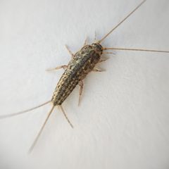 Ctenolepisma lineatum 260336265 by Harukano. Used under a CC0 license.