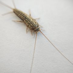 Ctenolepisma lineatum 260336286 by Harukano. Used under a CC0 license.