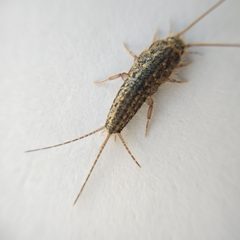 Ctenolepisma lineatum 260336308 by Harukano. Used under a CC0 license.