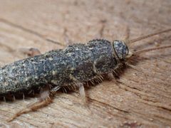 Ctenolepisma lineatum 261513424 by Sus scrofa. Used under a CC BY 4.0 license.
