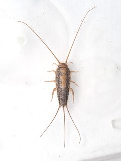 Ctenolepisma lineatum 264616999 by Cosimo Costanzia di Costigliole. Used under a CC BY 4.0 license.