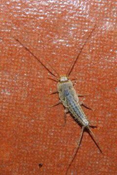 Ctenolepisma lineatum 265512800 by Diego. Used under a CC0 license.
