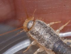 Ctenolepisma longicaudatum 259702338 by Denis Mariasis. Used under a CC BY 4.0 license.