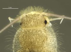 Ctenolepisma longicaudatum head by Olavi Kurina. Used under a CC BY 4.0 license.