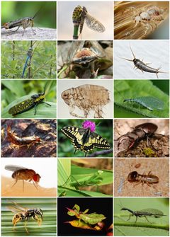 Insecta Diversity by See his respective owners. Used under a Public domain license.